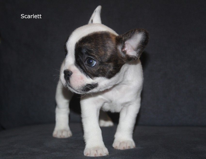 Christelle Lopez - Bouledogue français - Portée née le 11/10/2021